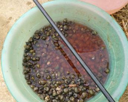 黑坑螺蛳钓大青鱼的技巧_WWW.YUJUCEPING.COM