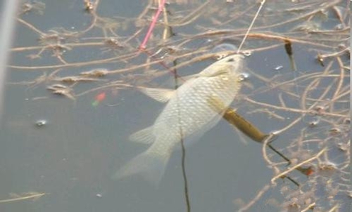 冬天野河拖钓鲫鱼的方法_WWW.YUJUCEPING.COM