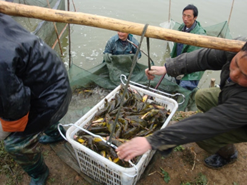 夜钓黄颡鱼技巧之诱饵窝料有哪些_WWW.YUJUCEPING.COM
