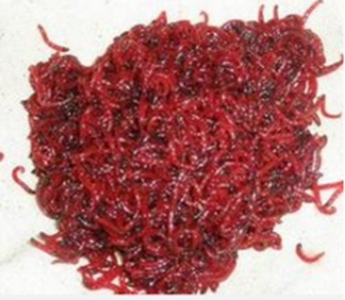 寒冬水库串钩钓鱼详解_WWW.YUJUCEPING.COM