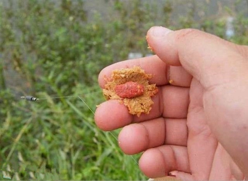 包食钓鲫鱼经验分享_WWW.YUJUCEPING.COM
