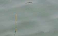 台钓浮漂上顶是什么原因