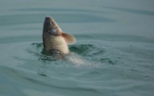 冬天江河湖库钓鲤鱼的策略