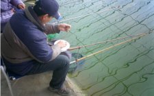 冬钓大棚抛竿带散炮与打窝的技巧