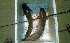 野钓鲶鱼用什么饵料