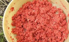 冬天钓鱼的用饵技巧探讨
