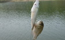 夏天钓鲫鱼常用的民间饵料配方