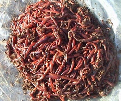 冬天钓草鱼钓位选择及饵料配方_WWW.YUJUCEPING.COM