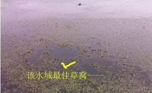 冬天水草边钓鲫鱼的方法_WWW.YUJUCEPING.COM