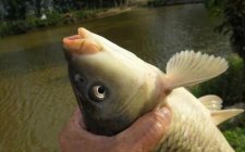 钓大鲤鱼钓点哪里好