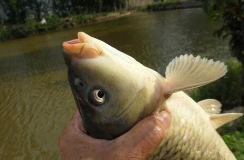 钓大鲤鱼钓点哪里好_WWW.YUJUCEPING.COM