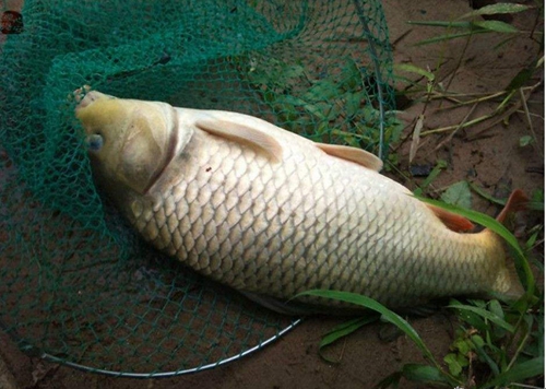 野钓鲤鱼找鱼的方法_WWW.YUJUCEPING.COM