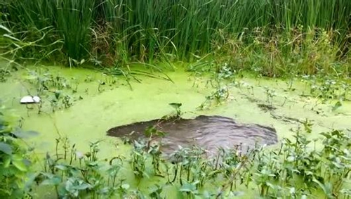 浮萍下方钓鲫鱼的方法_WWW.YUJUCEPING.COM