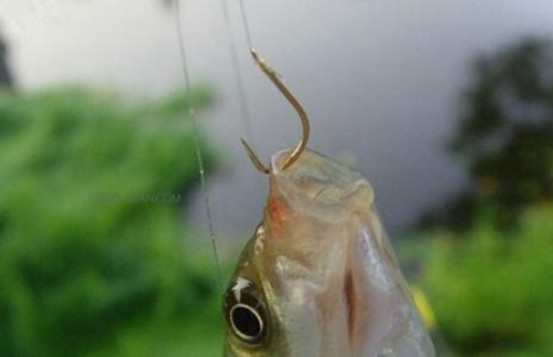 高手教你鱼连续脱钩的处理方法_WWW.YUJUCEPING.COM