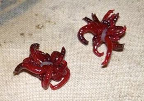 冬天钓鱼大红虫最佳饵料_WWW.YUJUCEPING.COM