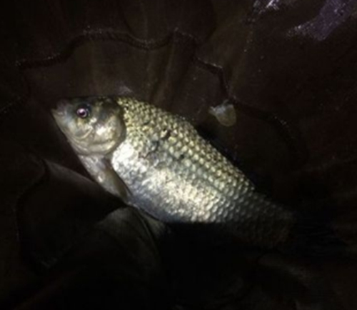 春天夜钓大鲫鱼的技巧_WWW.YUJUCEPING.COM