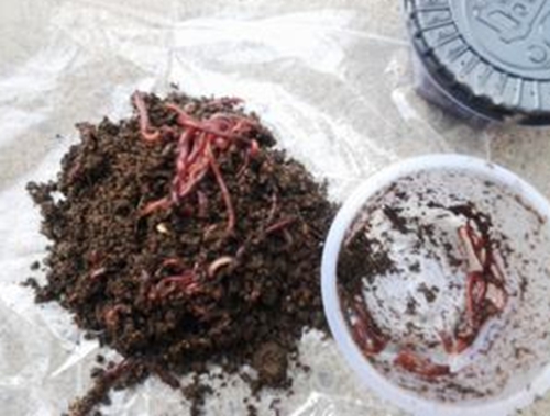 春天黑坑钓鱼自制饵料配方_WWW.YUJUCEPING.COM