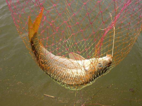 初春野钓鲤鱼的技巧_WWW.YUJUCEPING.COM