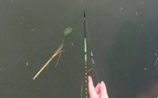 春钓鲫鱼观漂相的方法