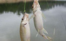 钓猾口鱼的一些要点