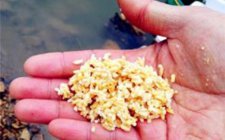 春天钓鱼用什么饵料最好揭秘