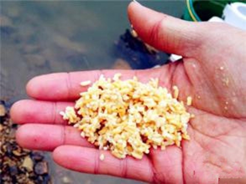 春天钓鱼用什么饵料最好揭秘_WWW.YUJUCEPING.COM
