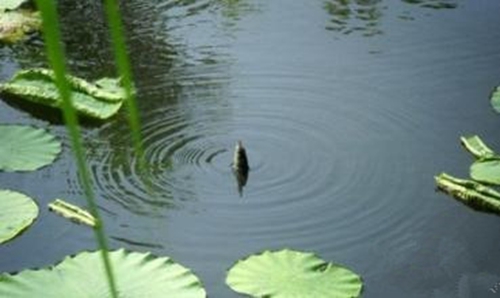 春天钓鲤鱼的方法_WWW.YUJUCEPING.COM