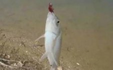 浅谈钓鱼中的引逗技巧
