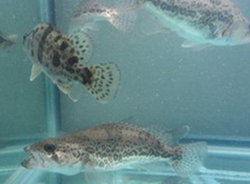浅谈春天钓鱼鳜鱼小窍门_WWW.YUJUCEPING.COM