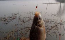 春天钓大鱼几个误区