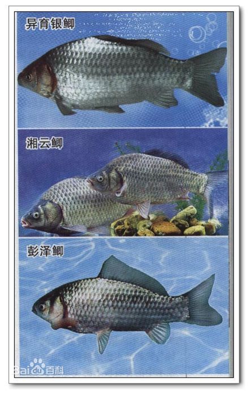 鲫鱼生活习性 鲫鱼种类_WWW.YUJUCEPING.COM