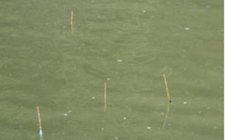 台钓调漂找口步骤