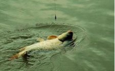 浅谈小钩线控鱼手法