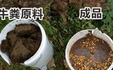 钓大鱼窝料 牛粪玉米窝料