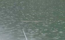 夏天雨后钓鱼技巧