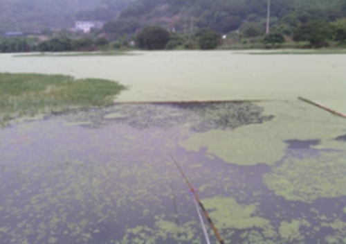 荒废池塘野钓技巧_WWW.YUJUCEPING.COM
