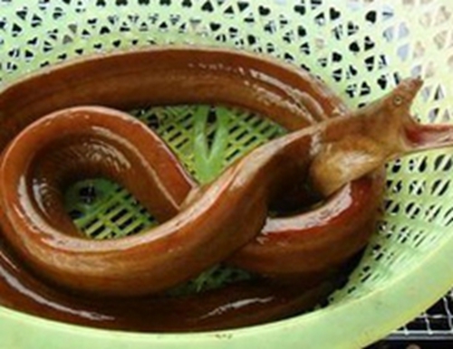 夏天怎么钓海鳗_WWW.YUJUCEPING.COM