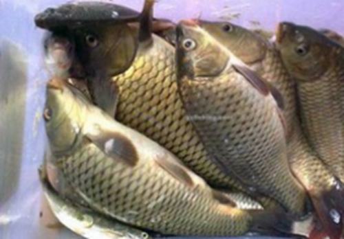 钓鱼鲫鱼的最佳起竿时机_WWW.YUJUCEPING.COM