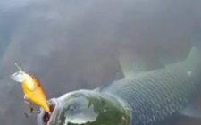 大水面钓鱼草鱼方法