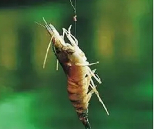 钓鲫鱼防止虾米闹窝的技巧_WWW.YUJUCEPING.COM