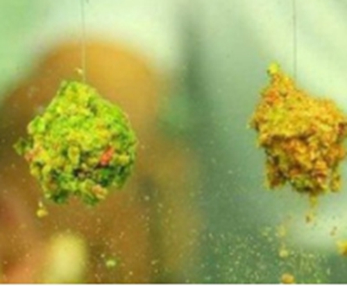 散炮饵料怎么开能快速诱鱼_WWW.YUJUCEPING.COM