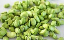 蚕豆饵料保护方法技巧