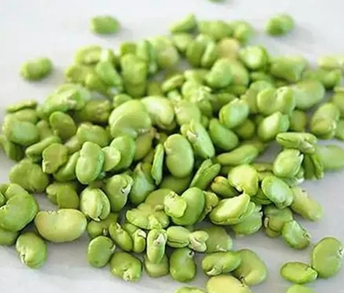 蚕豆饵料保护方法技巧_WWW.YUJUCEPING.COM