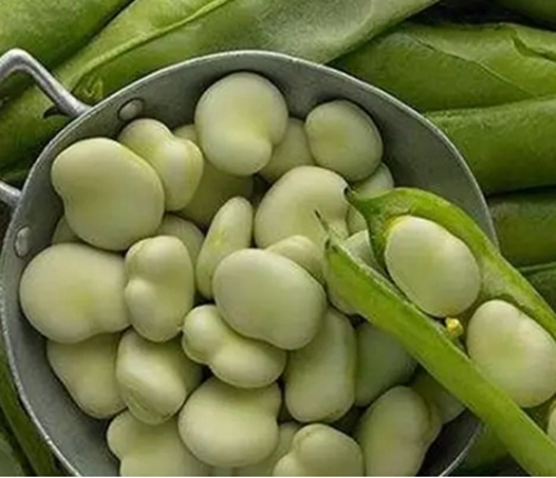 蚕豆饵料保护方法技巧_WWW.YUJUCEPING.COM