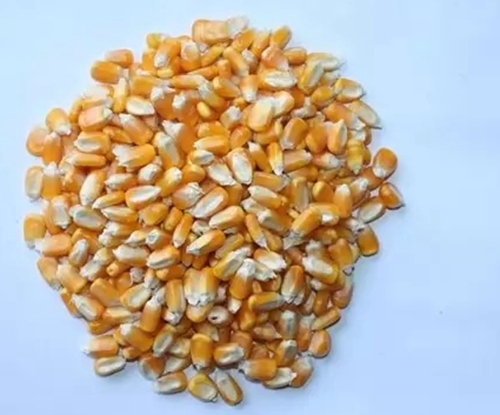 几款诱惑鲫鱼鲤鱼的窝料_WWW.YUJUCEPING.COM