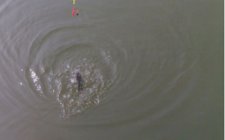 流水调漂避免跑鱼注意事项