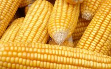 老玉米自制饵料方法技巧