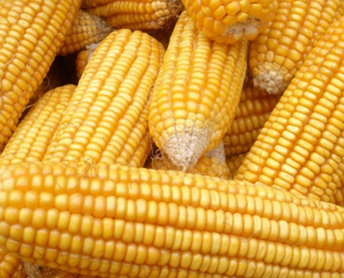 老玉米自制饵料方法技巧_WWW.YUJUCEPING.COM