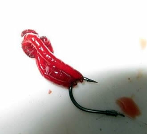 钓鲫鱼红虫怎么挂钩最好_WWW.YUJUCEPING.COM