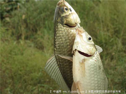 钓鲫鱼红虫怎么挂钩最好_WWW.YUJUCEPING.COM